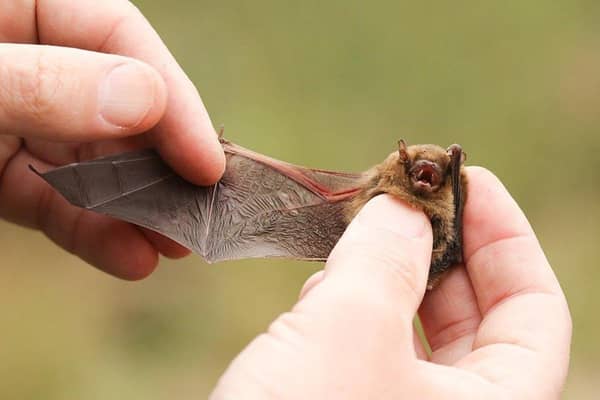 Bats could be the perfect nocturnal neighbours