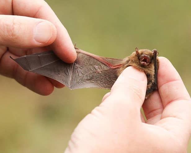 Bats could be the perfect nocturnal neighbours