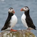Beautiful scenes show first puffins return to Northumberland's Farne Islands.