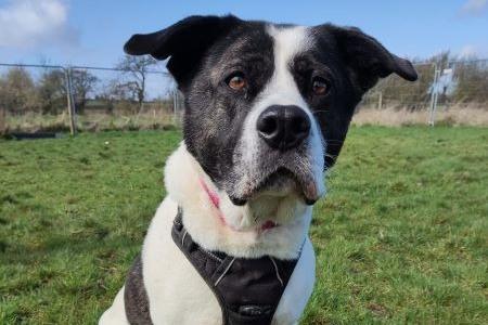 Beautiful Bella is an 8 year old Akita Cross and is looking for her new home. Bella has lots of love to give and is in rescue care through no fault of her own.