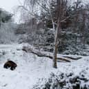 Puff the wolverine is dares the cold for some snow frolics