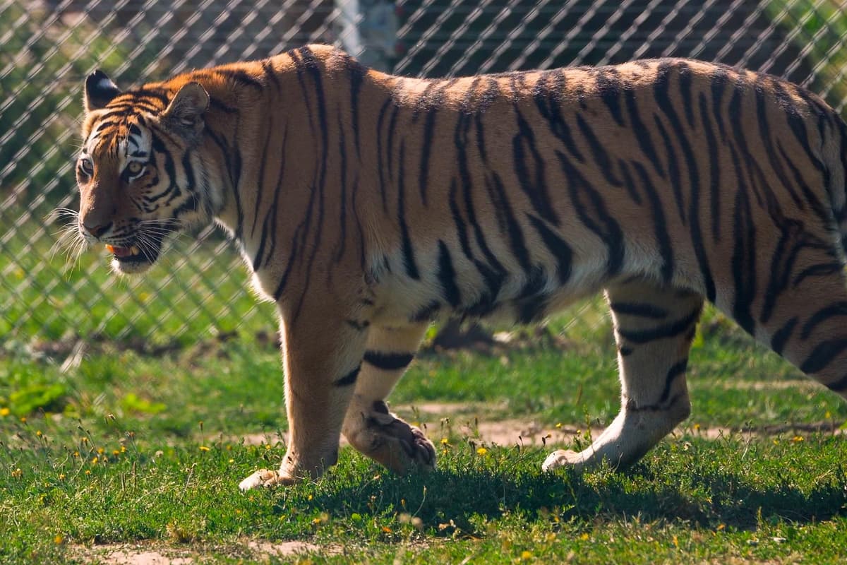Lernen Sie Tiger Ginger Biscuit kennen, der sich den Großkatzen im Woburn ...