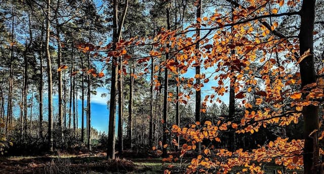 There are some fantastic beauty spots to enjoy around the Milton Keynes area this spring and summer.