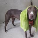 Zen has spent 650 days in RSPCA care - and never had a home to call his own