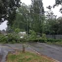 Luckily the tree landed on the road at a junction, instead of on houses