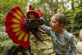 Get up close and personal with a raptor (photo: Chris Ball)