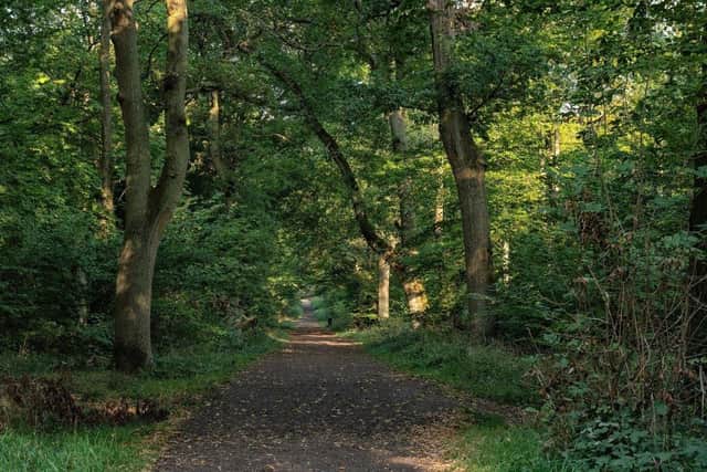 Howe Park Wood