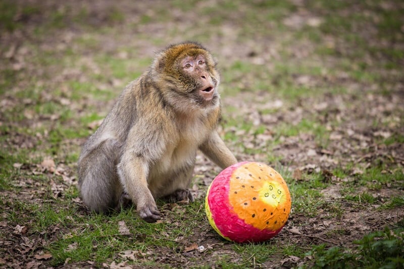 The colourful paper eggs were filled with treats from the keepers
