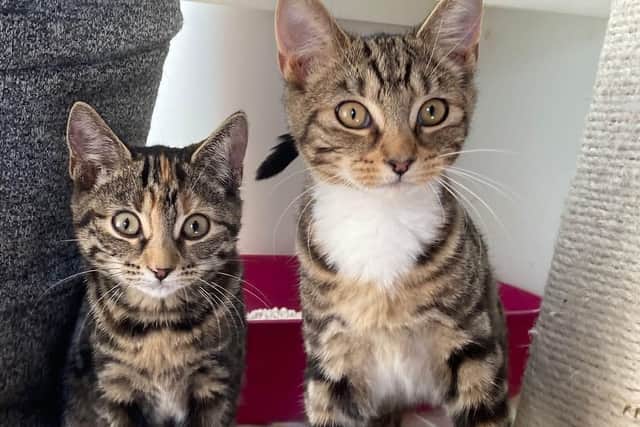 Some of the kittens being cared for by the RSPCA in Milton Keynes