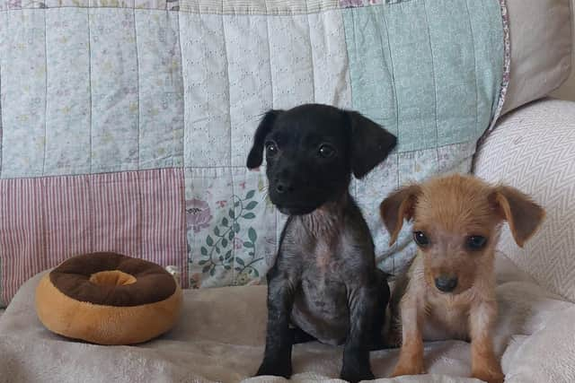 Decker, pictured on the right, is half the size of his brother because he was so malnourished