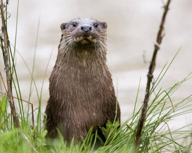 Milton Keynes has a surprisingly large population of otters - but could they be at risk from bird flu?