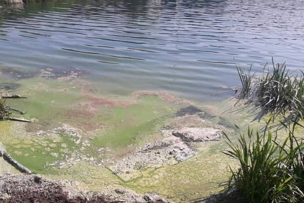 Blue-green Algae can form on water in hot weather