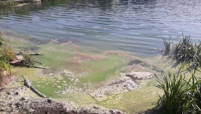 Blue-green Algae can form on water in hot weather