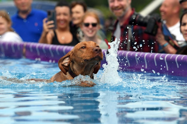 The event featured K9 Aquasport's dock diving and have-a-go-agility.