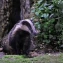 Eleven new areas have been approved for badger culling in 2022