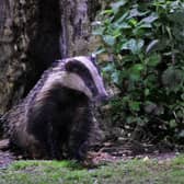 Eleven new areas have been approved for badger culling in 2022