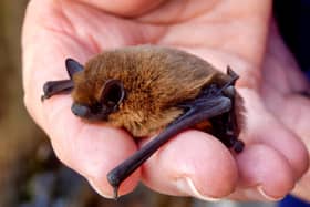 A pipistrelle bat