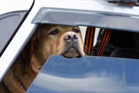 Leaving a dog in a car on a warm day can create a potentially fatal situation (photo: Adobe)