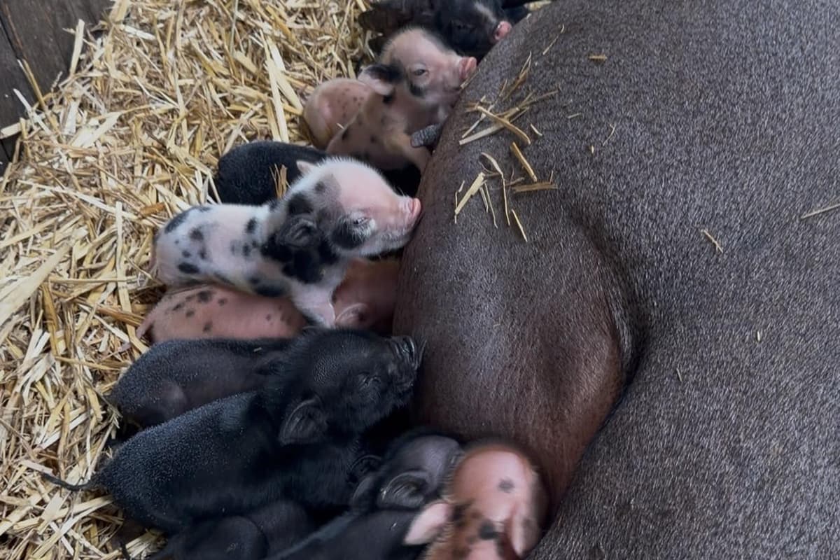 Meet the 13 tiny piglets that took everyone by surprise on this children's ...