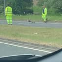 A highway maintenance team was travelling along the H3 Monks Way when they spotted these birds attempting to waddle across the road