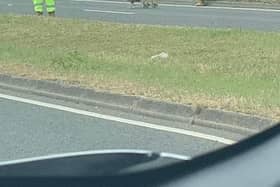 A highway maintenance team was travelling along the H3 Monks Way when they spotted these birds attempting to waddle across the road