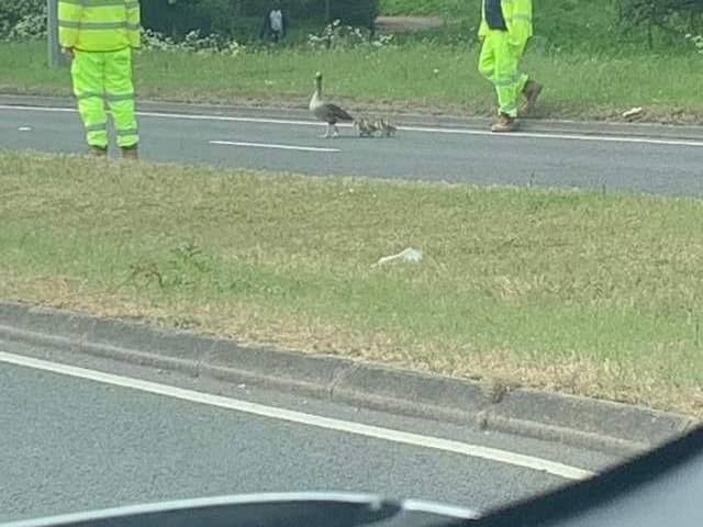 A highway maintenance team was travelling along the H3 Monks Way when they spotted these birds attempting to waddle across the road