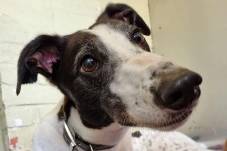 Magpie is a 4 year old Greyhound who is looking for her new home. This ex-racer is best suited for a home where people can give her the time and patience to come out of her shell.