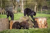 North American black bear cubs Harvard, Colorado, Aspen and Maple with mum Phoenix
