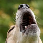 A barking dog could mean a heft fine