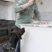 Liam taste tests all his dog food recipes