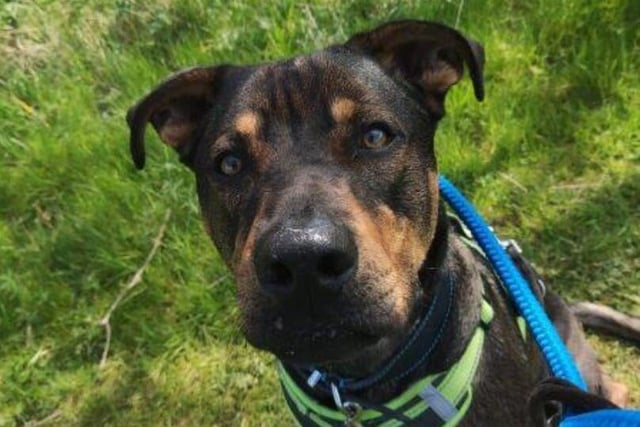 Meet Harley - a handsome Rottweiler cross. Harley really is a big softy who loves making friends with new people and getting lots of fuss and attention from them.