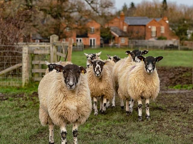 The sheep were put out to graze in a field
