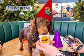 Give your pooch a treat this Christmas at Pup Up Cafe, coming to MK on November 19