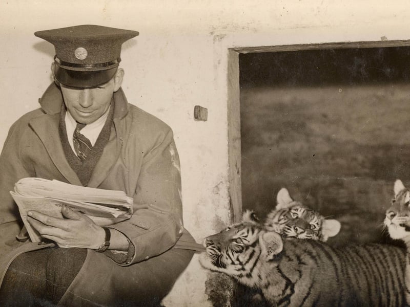 Head keeper Frank Meakin and tiger cubs (with one who seems particularly annoyed at him reading, instead of paying attention to them!)