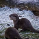 Baby Otter Pups