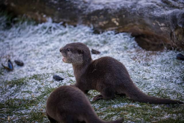 Baby Otter Pups