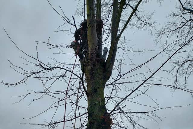 Work continued on trees in Stony Stratford today despite concerns and objections raised by residents