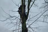 Work continued on trees in Stony Stratford today despite concerns and objections raised by residents