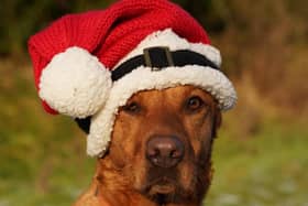 Rachel Bean is warning dog owners ahead of Christmas - Animal News Agency 