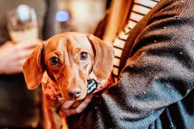 Pup-up cafe coming to MK for sausage dogs