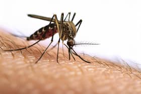 Mosquito. Photo: Fernando Astasio - stock.adobe.com