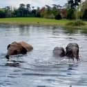 The ladies enjoying a dip