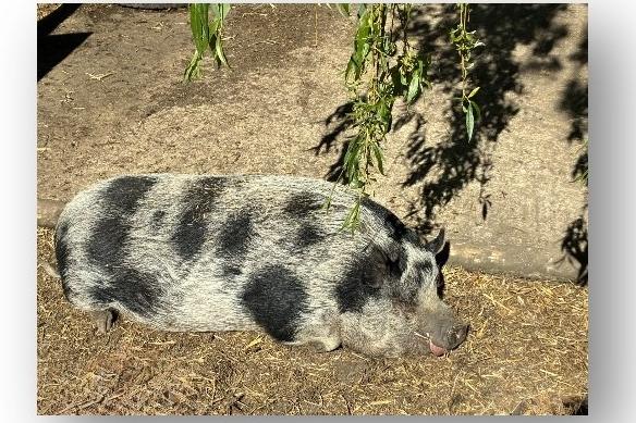 Milton Keynes animal sanctuary needs nominations to help secure £5 ...