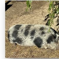 Milton Keynes animal sanctuary needs nominations to help secure £5,000 for vulnerable residents