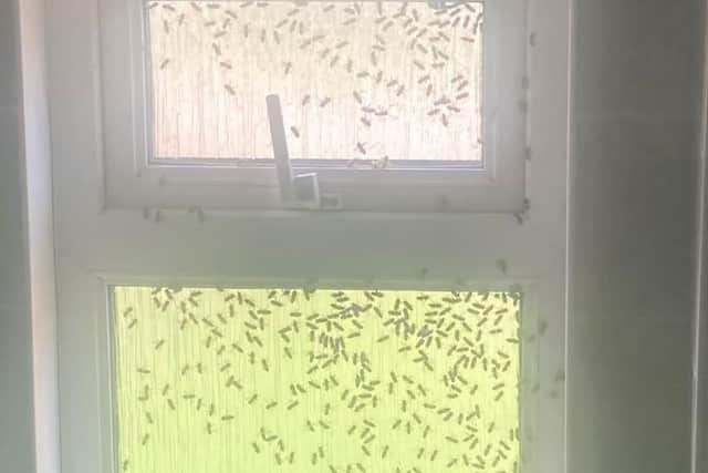 The bees swarm inside the flats as soon as a window is opened