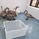 The swans were taken to a special wetroom at The Waterfowl Sanctuary to be given a thorough wash