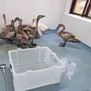 The swans were taken to a special wetroom at The Waterfowl Sanctuary to be given a thorough wash