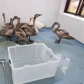 The swans were taken to a special wetroom at The Waterfowl Sanctuary to be given a thorough wash