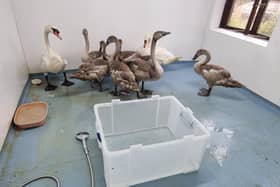 The swans were taken to a special wetroom at The Waterfowl Sanctuary to be given a thorough wash