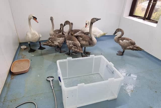 The swans were taken to a special wetroom at The Waterfowl Sanctuary to be given a thorough wash